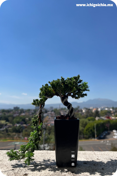 Bonsai